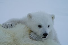 Read more about the article В День белого медведя «Роснефть» подвела итоги изучения и сохранения популяции в Арктике
